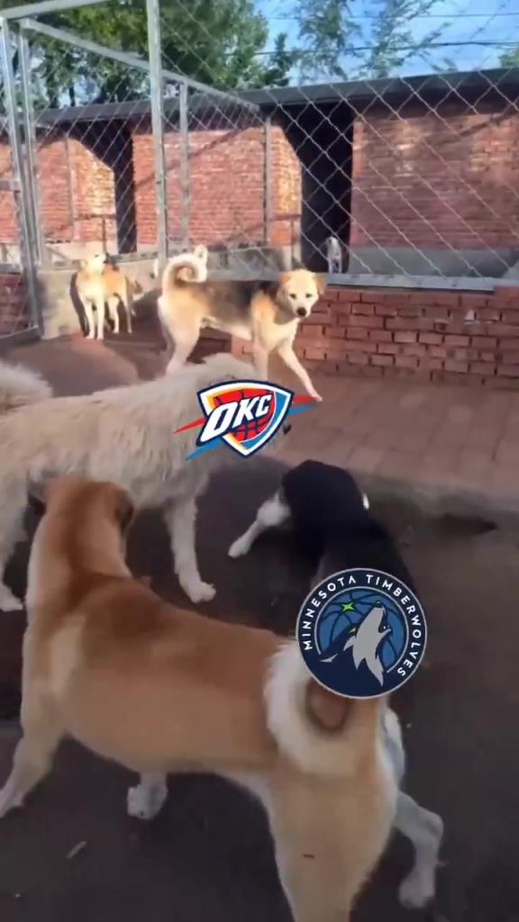 太有活了！美媒惡搞：狗王雷霆嚇退掘金灰熊，把森林狼按地上